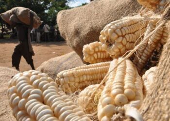 Zambia Suspends Tax on Maize Imports Amid Drought Crisis