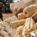 Zambia Suspends Tax on Maize Imports Amid Drought Crisis
