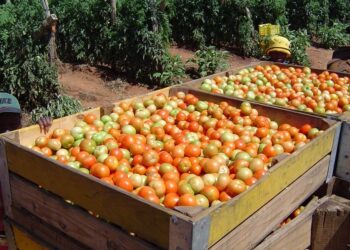 Botswana Halts Crop Imports from South Africa Following Pest Detection