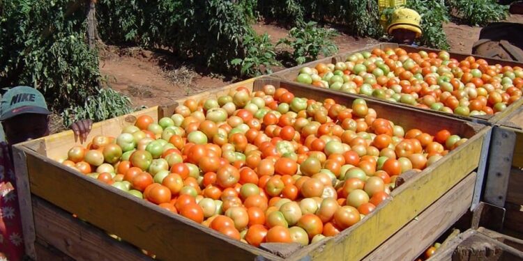 Botswana Halts Crop Imports from South Africa Following Pest Detection