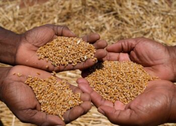 Zimbabwean Wheat Farmers Surpass Hectarage Target