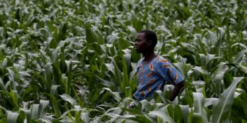 The AI revolution comes for farmers growing a third of our food