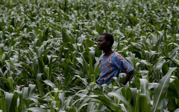 The AI revolution comes for farmers growing a third of our food
