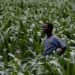 The AI revolution comes for farmers growing a third of our food
