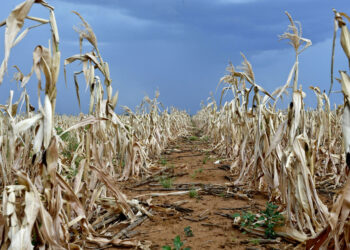 Southern Africa Faces Imminent Hunger Crisis Amidst Severe Drought- UN