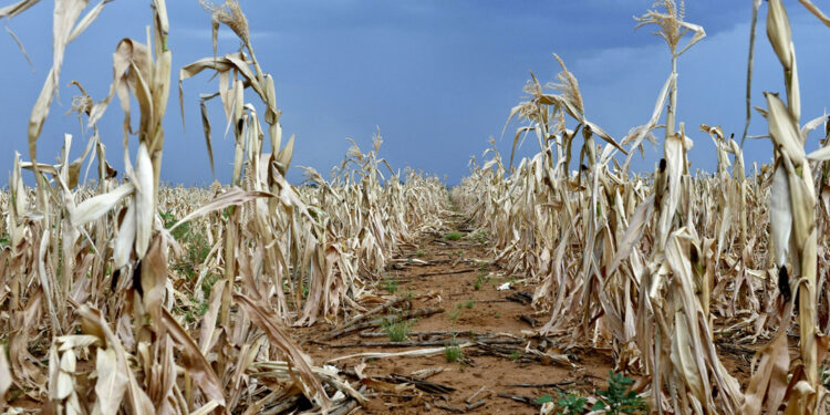 Southern Africa Faces Imminent Hunger Crisis Amidst Severe Drought- UN