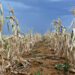 Southern Africa Faces Imminent Hunger Crisis Amidst Severe Drought- UN