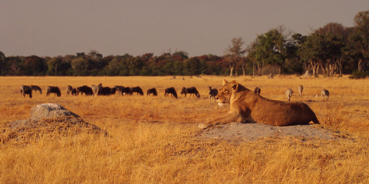 Zimbabwe Calls for Inclusive Management of KAZA TFCA