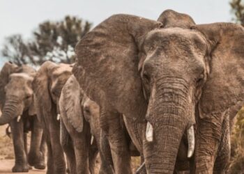 Climate Change Forces Botswana’s Elephants to Migrate, Experts Reveal