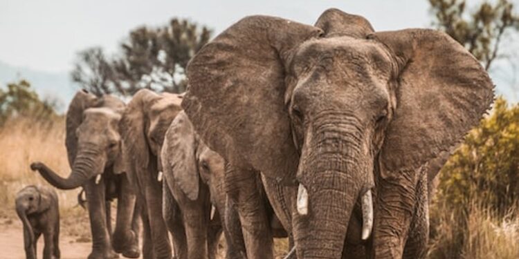 Climate Change Forces Botswana’s Elephants to Migrate, Experts Reveal