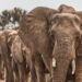 Climate Change Forces Botswana’s Elephants to Migrate, Experts Reveal