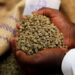 Ethiopia’s Coffee Exports Reach $1.43 Billion in Record Year