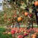 Namibia Imports 95% of Fruit Despite Local Potential