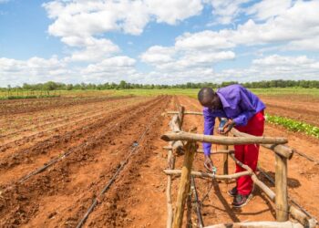Zimbabwe Seeks Investment in Irrigation to Combat Climate Challenges