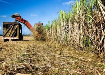 Mauritius Seeks Revival of Its Sugar Industry through China Trade Agreement