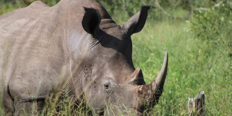 South Africa Sees Significant Drop in Rhinoceros Poaching in Recent Months
