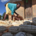 Zimbabwe Faces Catastrophic Food Security Crisis Amid Historic Drought