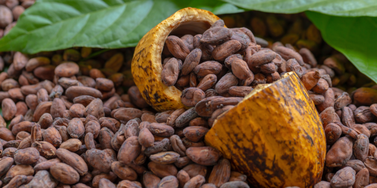 Cameroon Cocoa Exporters Adopt Traceability Platform to Comply with EU Rules