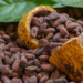 Cameroon Cocoa Exporters Adopt Traceability Platform to Comply with EU Rules