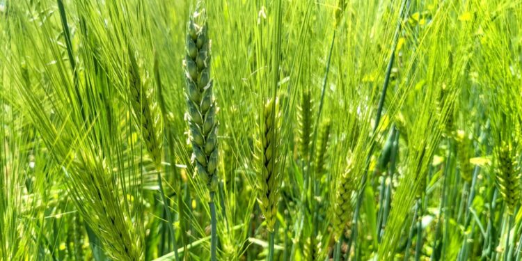 Tapping into Wild Wheat Varieties Crucial for Climate-Resilient Agriculture