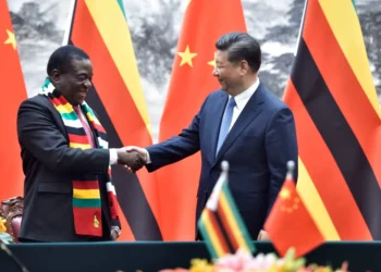 Zimbabwe Secures Landmark Agreement for Avocado Exports to China