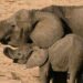 Over 500 Elephants Driven Back to Tanzanian Game Reserves in Massive Wildlife Operation