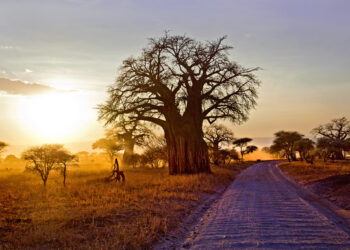 Baobabs: Resilient Giants in an Era of Climate Change