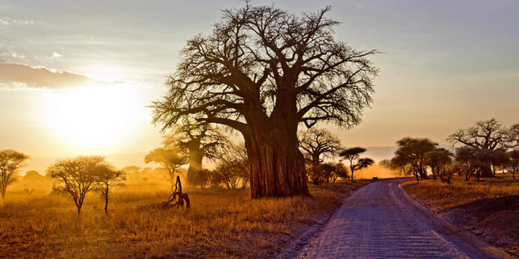 Baobabs: Resilient Giants in an Era of Climate Change