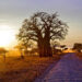 Baobabs: Resilient Giants in an Era of Climate Change