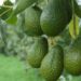 Africa’s Avocado Potential: Tapping into a Green Goldmine