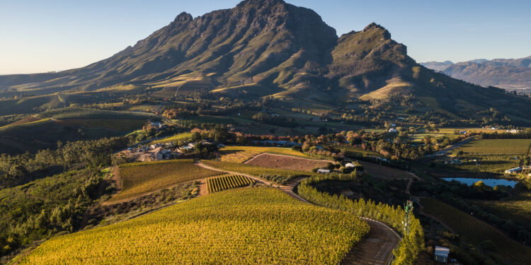 Local Demand Fuels South African Wine Industry’s Resurgence Amid Global Shifts