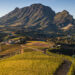 Local Demand Fuels South African Wine Industry’s Resurgence Amid Global Shifts