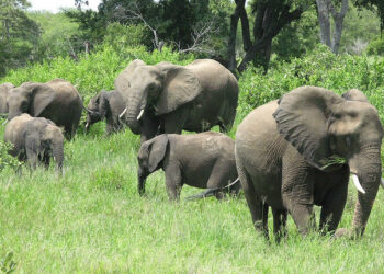 Biodiversity Credits: Unlocking Billions or Risking Greenwashing?