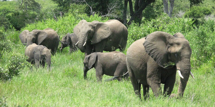 Biodiversity Credits: Unlocking Billions or Risking Greenwashing?