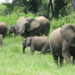 Biodiversity Credits: Unlocking Billions or Risking Greenwashing?