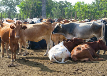 Researchers Unveil Digital Tool to Transform Livestock Productivity in Africa