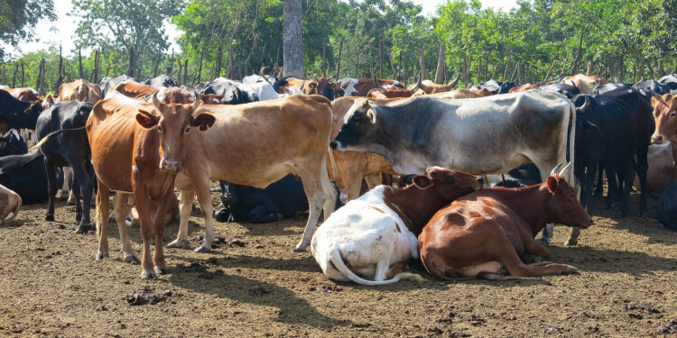 Researchers Unveil Digital Tool to Transform Livestock Productivity in Africa