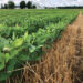Rwanda Introduces Digital Soil Information System to Modernise Agriculture