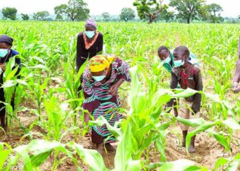 Rwanda Publishes Strategic Plan to Modernise Agriculture and Enhance Food Security