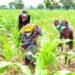 Rwanda Publishes Strategic Plan to Modernise Agriculture and Enhance Food Security