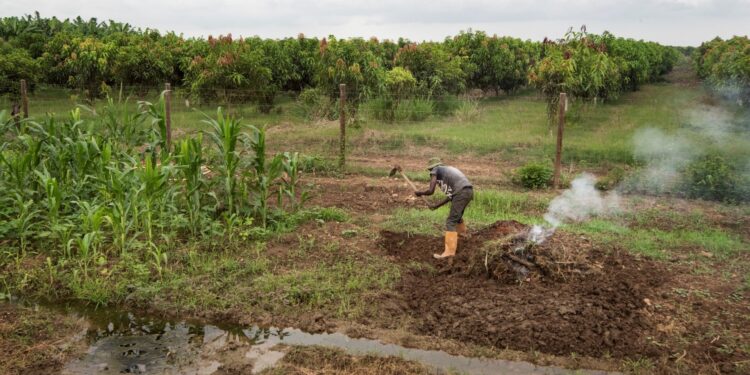 Angola’s path to prosperity lies in its sun and soil, not its oil