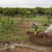 Angola’s path to prosperity lies in its sun and soil, not its oil