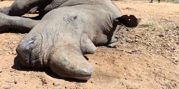 Wildlife Deaths at Zimbabwe’s Lake Chivero Blamed on Cyanobacteria Contamination