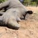 Wildlife Deaths at Zimbabwe’s Lake Chivero Blamed on Cyanobacteria Contamination