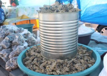 Climate Change and Over-Harvesting Threaten Botswana’s Mophane Worm Industry