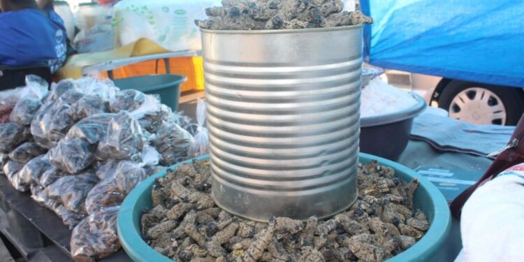 Climate Change and Over-Harvesting Threaten Botswana’s Mophane Worm Industry