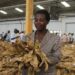 Zimbabwe’s Tobacco Trade: The Golden Crop Balancing Fortune and Uncertainty