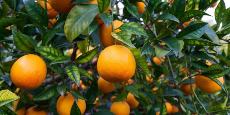 South Africa’s Citrus Industry Faces Uncertain Future