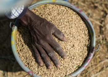 Mozambique’s Rice Import Bill Reaches Historic High Following Agricultural Decline