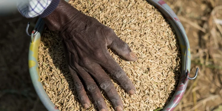Mozambique’s Rice Import Bill Reaches Historic High Following Agricultural Decline